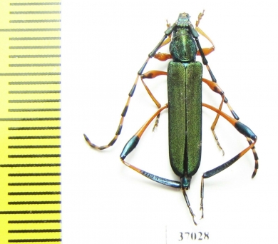 Cerambycidae sp.  South Africa Rep. - INSECTS-STORE.RU