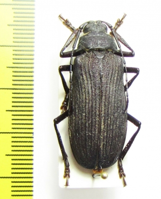 Typoma ? quedenfeldti  Cameroon - INSECTS-STORE.RU