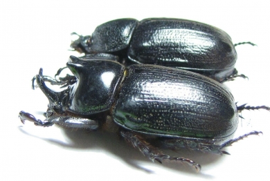 Cyphonistes sp., pair  South Africa Rep. - INSECTS-STORE.RU
