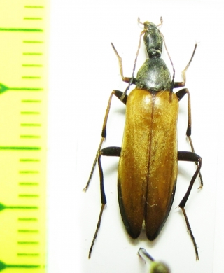 Cephaloon variabilis  Russia, Far East - INSECTS-STORE.RU