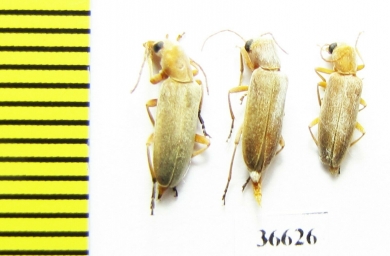 Oedemeridae sp.  Iran, Mazandaran prov. - INSECTS-STORE.RU