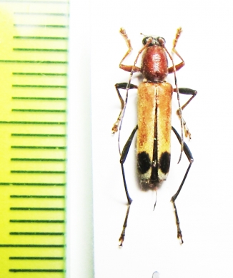 Rhaphuma quadricolor  Philippines - INSECTS-STORE.RU