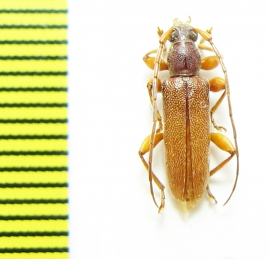 Cerambycidae sp.  Indonesia, Papua - INSECTS-STORE.RU