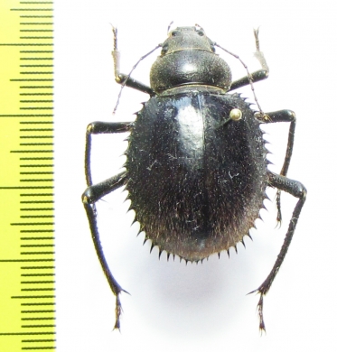 Prionotheca coronata  Morocco - INSECTS-STORE.RU
