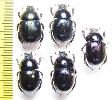 Geotrupes koltzei  Korea - INSECTS-STORE.RU
