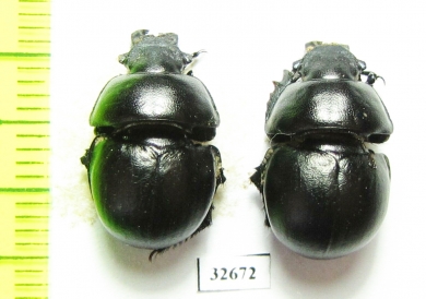 Lethrus shakhristanicus, pair  Kirgizstan - INSECTS-STORE.RU