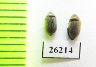 Anobiidae sp.  Iran, Markazi prov. - INSECTS-STORE.RU