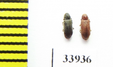 Anobiidae sp.  Iran, Mazandaran prov. - INSECTS-STORE.RU