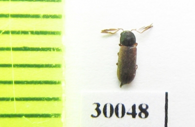 Ptilinus pectinicornis  Poland - INSECTS-STORE.RU