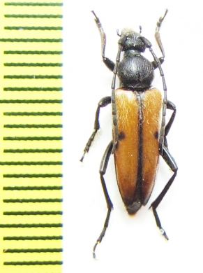 Vadonia bisignata  Greece - INSECTS-STORE.RU
