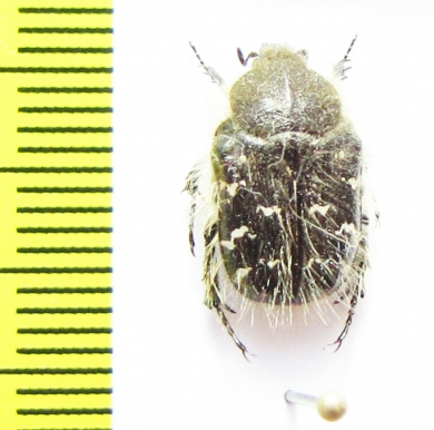 Tropinota paulae  Italy, Sardinia - INSECTS-STORE.RU