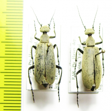 Epicauta sp.  Paraguay - INSECTS-STORE.RU