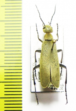 Epicauta sp.  USA - INSECTS-STORE.RU