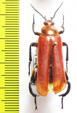 Horia sp.  Indonesia, Kalimantan - INSECTS-STORE.RU