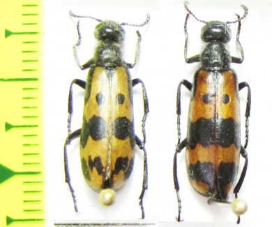 Hycleus khojenticus  Kazakhstan - INSECTS-STORE.RU