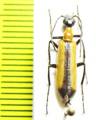 Lydomorphus angusticollis suturellus  Iran - INSECTS-STORE.RU