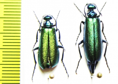Lytta caraganae, pair  Russia, Tuva reg. - INSECTS-STORE.RU