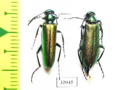 Lytta caraganae  Russia, Tuva reg. - INSECTS-STORE.RU