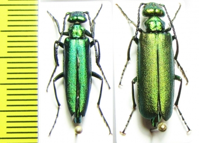 Lytta medvedevi, pair  Tajikistan - INSECTS-STORE.RU