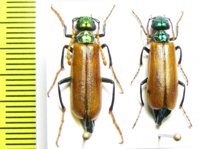Lytta menetriesi, pair  Armenia - INSECTS-STORE.RU