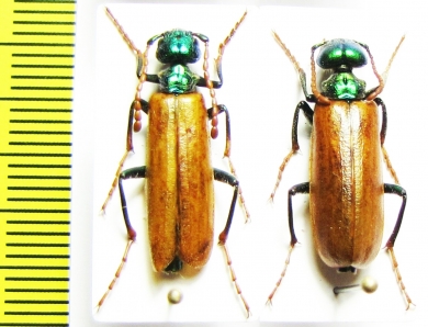 Lytta menetriesi, pair  Armenia - INSECTS-STORE.RU