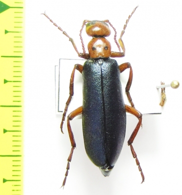 Muzimes caucasicus  Armenia - INSECTS-STORE.RU