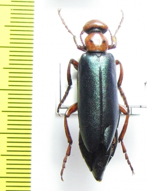 Muzimes caucasicus  Russia, Daghestan reg. - INSECTS-STORE.RU