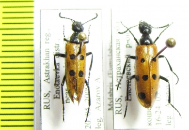 Mylabris fabricii  Russia, Astrakhan reg. - INSECTS-STORE.RU