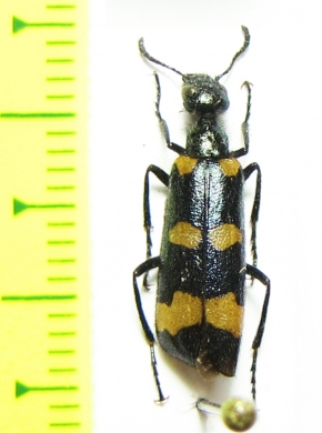 Mylabris frolovi  Mongolia - INSECTS-STORE.RU
