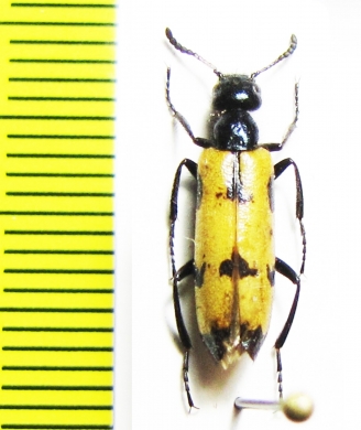 Mylabris intermedia  Kazakhstan - INSECTS-STORE.RU
