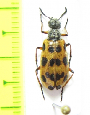 Mylabris sp.  Mongolia - INSECTS-STORE.RU