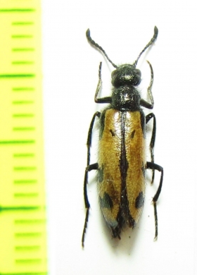 Mylabris ledebouri  Tajikistan - INSECTS-STORE.RU
