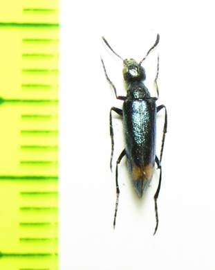 Mylabris monozona  Mongolia - INSECTS-STORE.RU