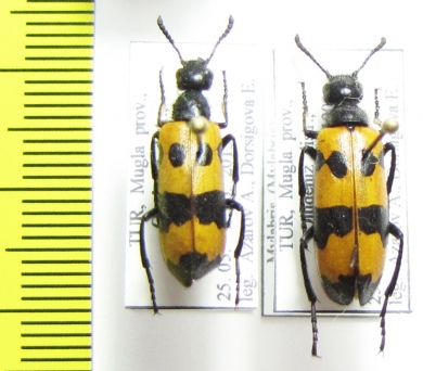 Mylabris quadripunctata  Turkey - INSECTS-STORE.RU