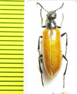 Mylabris sp.  Azerbaijan - INSECTS-STORE.RU
