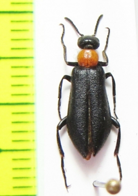 Oenas laevicollis  Israel - INSECTS-STORE.RU