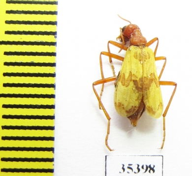 Pleuropasta mirabilis  USA - INSECTS-STORE.RU