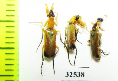 Rhampholyssa steveni, pair  Russia, Astrakhan reg. - INSECTS-STORE.RU