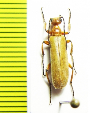 Sybaris sp.  Malawi - INSECTS-STORE.RU