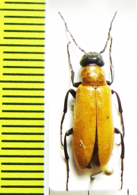 Zonitis immaculata  Spain - INSECTS-STORE.RU