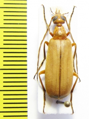 Zonitoshema sp.  Malaysia, Borneo - INSECTS-STORE.RU