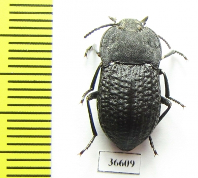Tenebrionidae sp.  Zambia - INSECTS-STORE.RU