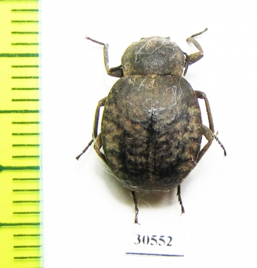 Tenebrionidae sp.  Zambia - INSECTS-STORE.RU