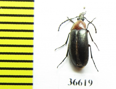 Tenebrionidae sp.  Zambia - INSECTS-STORE.RU