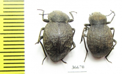 Tenebrionidae sp.  Zambia - INSECTS-STORE.RU