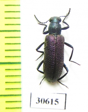 Tenebrionidae sp.  Zambia - INSECTS-STORE.RU