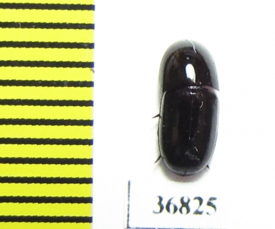 Tenebrionidae sp.  Zambia - INSECTS-STORE.RU
