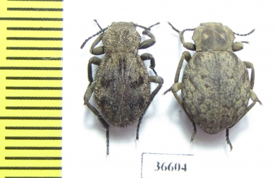 Tenebrionidae sp.  Zambia - INSECTS-STORE.RU