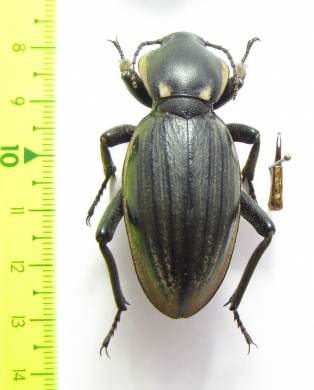 Phanerotomea guerini, male  Mozambique 49mm - INSECTS-STORE.RU