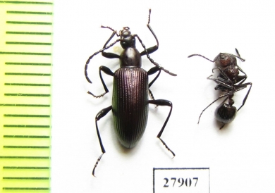 Tenebrionidae sp.  Angola - INSECTS-STORE.RU